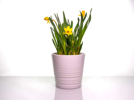 Bouquet of bright yellow daffodils in a white pot on a bright table with copy spaceの写真素材
