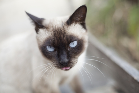 Thai cat