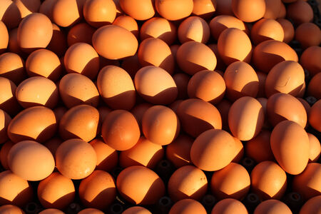 fresh eggs
