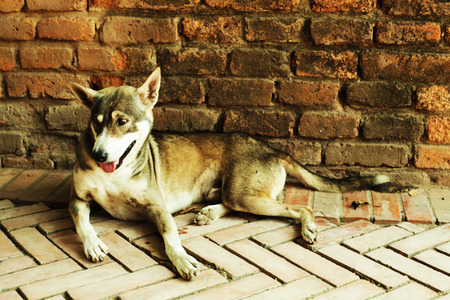 Thai dog sitting near brick wall in the templeの写真素材