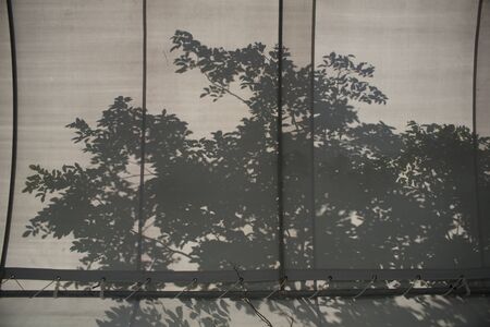 The shadow of the tree
