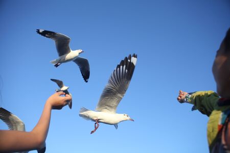 seagullの写真素材