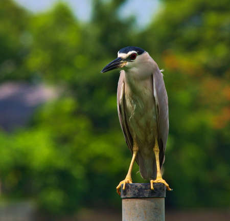 An adult black-crowned night heron perch on pole to sleep all day and forage at night.の写真素材