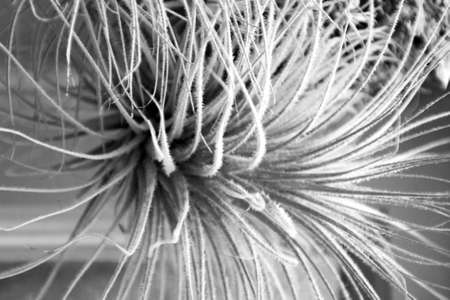 This photo is part of the project "Insight". It shows the texture and movement of a greenhouse plant.の写真素材