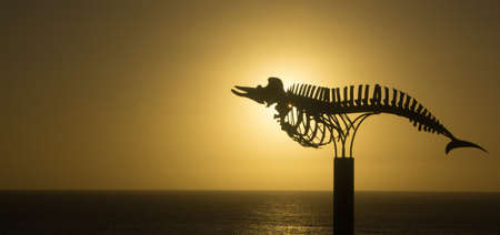Sunset over Cuviers Beaked Whale Skeleton, El Cotillo, Fuerteventura, Canary Islands, Spain      Puesta de sol sobre el esqueleto de ballena picuda de Cuvier, El Cotillo, Fuerteventura, Islas Canariasの写真素材