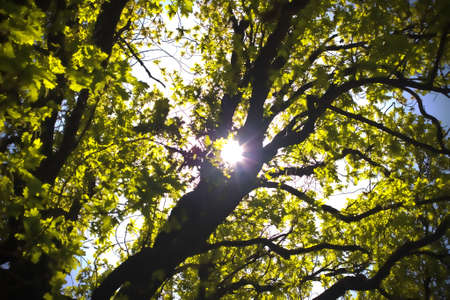 Sun shining through oak