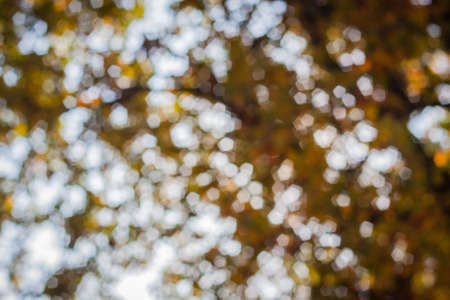 nature bokeh in autumn yellow and green colorsの写真素材