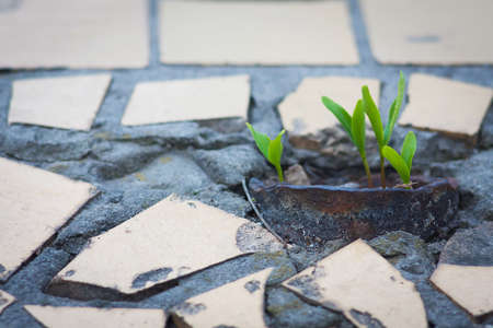 sprouts in the city growing from the pavement
