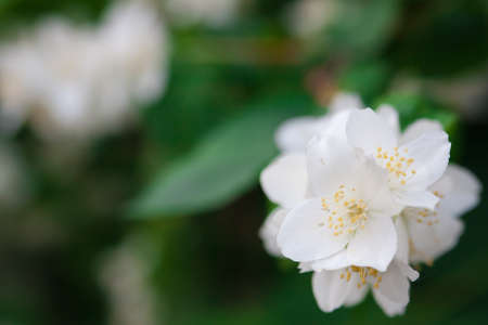 White jasmine flowers on a background of green leavesの写真素材