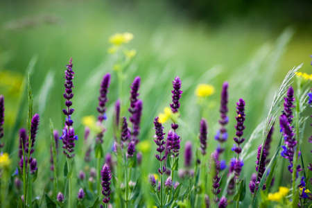 Background in the form of young green wheat and violet and yellow flowersの写真素材