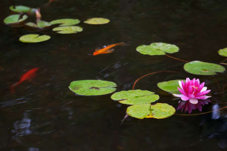Pond with pink waterlily and koi fish