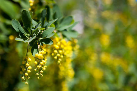 yellow flowers on a flower background with yellow bokeh