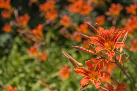 Orange flowers on a flower background with Orange bokehの写真素材