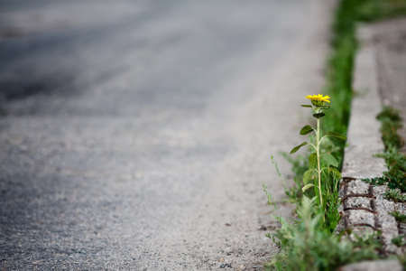 Sunflower growing on the side of the roadの写真素材
