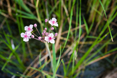 white-pink flowers at the river whith green gros backgroundの写真素材