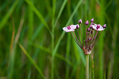 white-pink flowers at the river whith green gros backgroundの写真素材