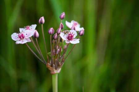 white-pink flowers and fly on the petal at the river whith green gros backgroundの写真素材