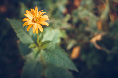 yellow flower on a leaf background with bokeの写真素材