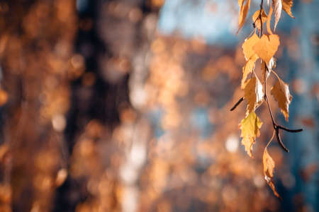 yellow birch leaves on a blurred background of autumnの写真素材