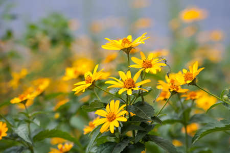 yellow flowers on a flower background with boke