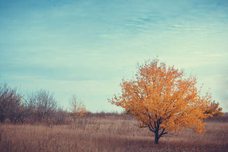 Single Tree in Outdoor park Under Blue Skyの写真素材
