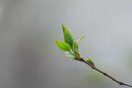 nature easters of the young spring leavesの写真素材