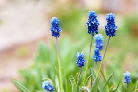 spring blue flowers in grass Spring background