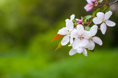 white blossom of apple trees in springtime. nature backgroundの写真素材