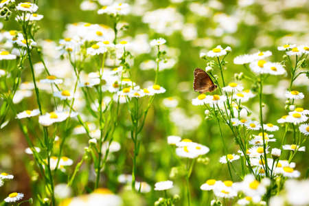 butterfly among field of little daisy flowers nature backgroundの写真素材
