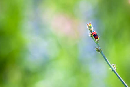red beetle on stem in nature on a blurred background. の写真素材