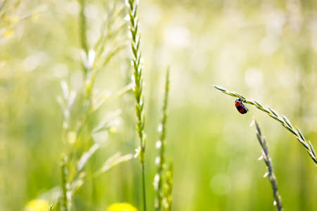 red beetle on spikelet in nature on a blurred background.