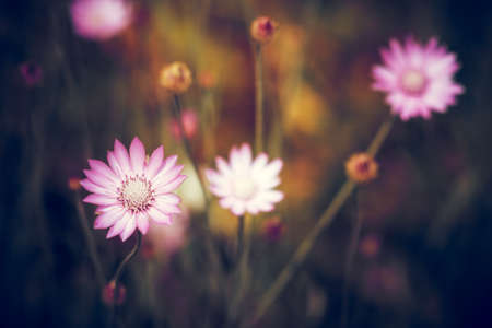 Vintage purple meadow flowers in summer garden on blurred backgroundの写真素材