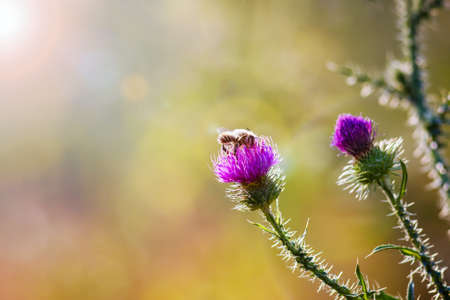 bee on a pink flower on a colored diffuse backgroundの写真素材