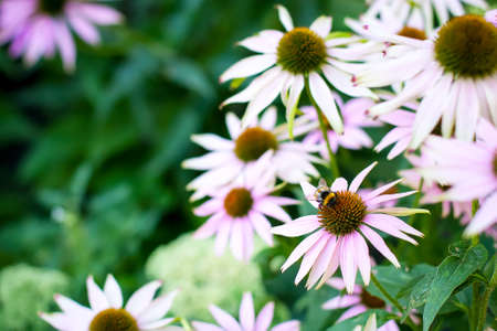 bumblebee on a pink camomile flower background