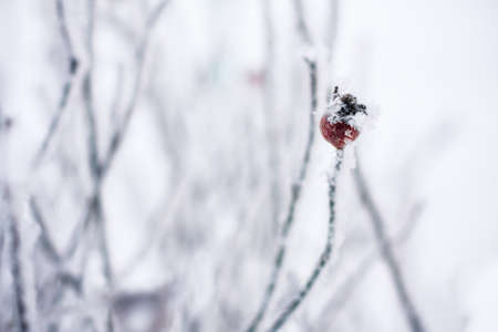 rosehip berries in the frost winter backgroundの写真素材