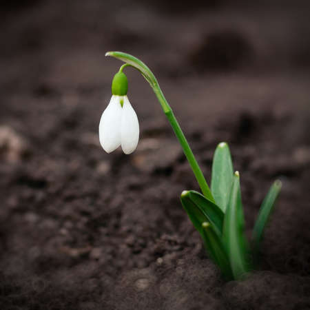Single Flower. Galanthus nivalis growing  Natural spring blurred background
