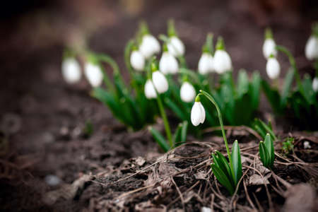Galanthus nivalis growing in the sunlight Natural spring blurred backgroundの写真素材