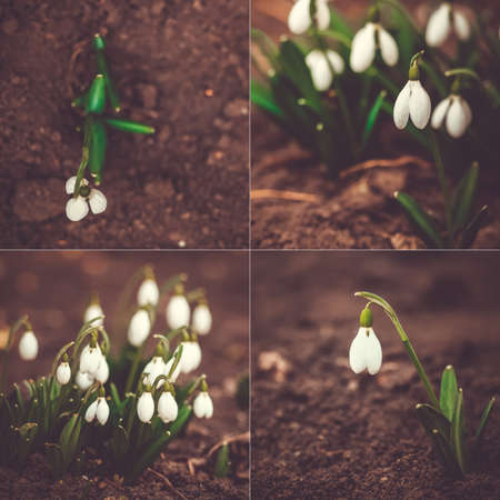 Vintage style photo set. Galanthus nivalis growing. Natural spring blurred backgroundの写真素材