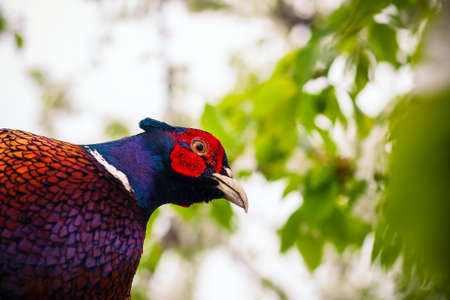 pheasant sitting in the branches of a flowering cherry tree. Close up photoの写真素材