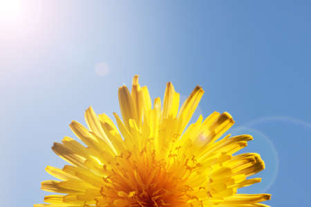 Yellow dandelions on a background of blue sky. Macro photoの写真素材
