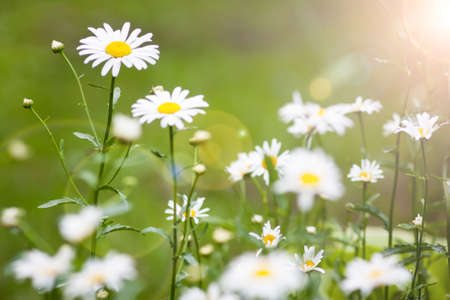 Daisies in the sun light. Summer flowers - daisy on green backgroundの写真素材