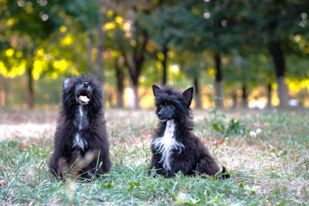 Two Chinese Crested dog sitting on the street