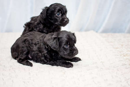 Little funny black Chinese puppy dogs sitting on the bedの写真素材