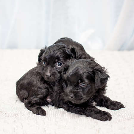 Little funny black Chinese puppy dogs sitting on the bed
