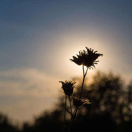 flower on a background of the sun at sunsetの写真素材