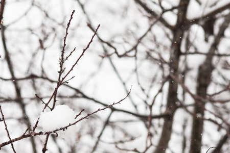 Trees with snow in winter park natural outdoor backgroundの写真素材