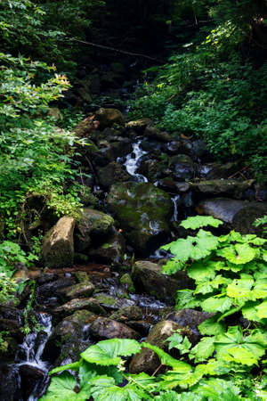 Mountain rivers in the Carpathian mountains