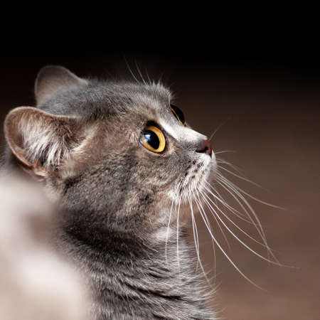 portrait of british cat Color pictureの写真素材