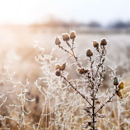 Winter landscape background.Winter scene with sun flare.Frozenned flower selective focusの写真素材