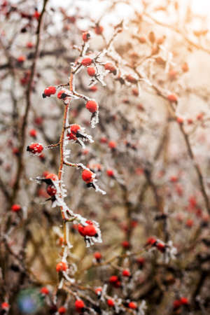 Rose hip in frost. Winter landscape background.Winter scene with sun flare.Frozenned flower selective focusの写真素材